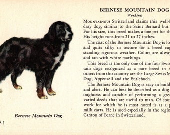 1941 Tiny Bernese Mountain Dog Print MINIATURE Size Ole Larsen Illustration Birthday Gift for Dog Lover 7235h