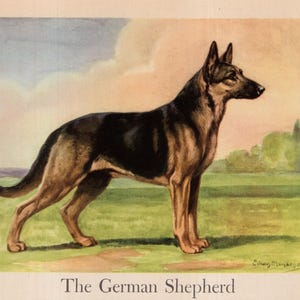 Antique German Shepherd Print Wall Art Decor 1942 Edwin Megargee German Shepherd Illustration Birthday Gift Home Library Decor 12373p