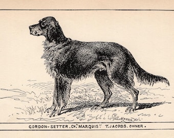 1900 Antique Gordon Setter Print Champion Marquis Hunting Dog Art R H Moore Illustration Hunting Lodge Cabin Decor 10792z