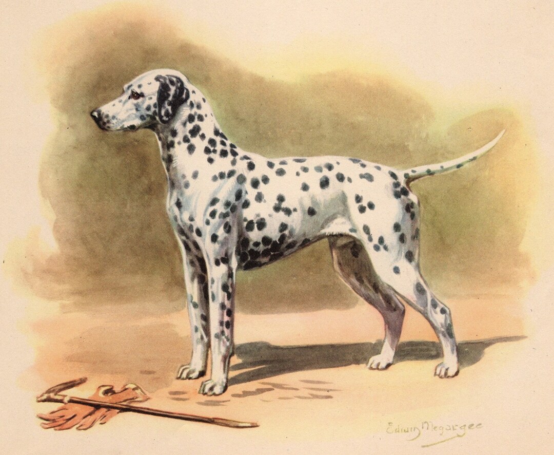1942 Antique Dalmatian Print Wall Art Decor Vintage Dalmatian Etsy