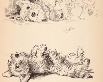 1940 Antique Sealyham Terrier Print Vintage Lucy Dawson Sealyham Illustration Wall Art Decor Gallery Wall Gift for Birthday Friend 13713k