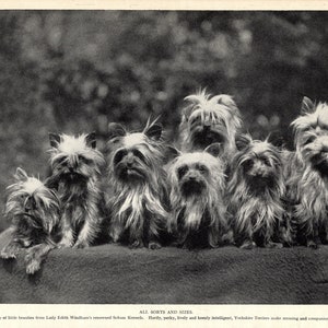 1930's Antique YORKSHIRE TERRIER Dog Print Wall Decor Soham Kennels Yorkie Dog Print Birthday Gift Idea 8166n