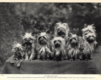 1930's Antique YORKSHIRE TERRIER Dog Print Wall Decor Soham Kennels Yorkie Dog Print Birthday Gift Idea 8166n