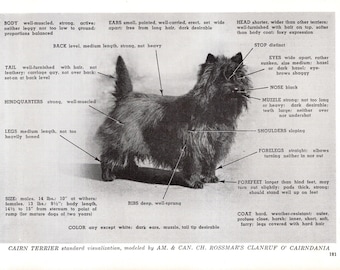 Vintage Cairn Terrier Tryck Champion Rossmars Clanruf O Cairndania 1960-talets Rasstandarder Konformationsdiagram 13238n