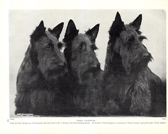 1930's Antique SCOTTISH TERRIER Print Wall Decor Champion Ortley Kennels Elegance Carmen Angela Scotties Print Birthday Gift Idea 11601e