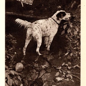 1948 ENGLISH SETTER Print Vintage Hunting Dog Gundog Print Hunting Lodge Cottage Home Decor Gift for Birthday 10454f