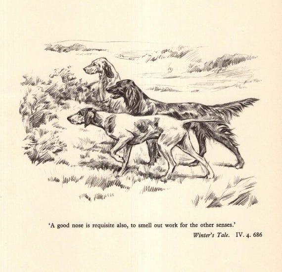 Vintage Hunting Dogs Print English Setter Irish Setter Pointer Print Wall Art Decor 1930s Shakespeare Winters Tale Quote A Good Nose 11783h