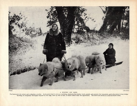 1930's Samoyed Print Gallery Wall Decor Samoyed Team Pulling