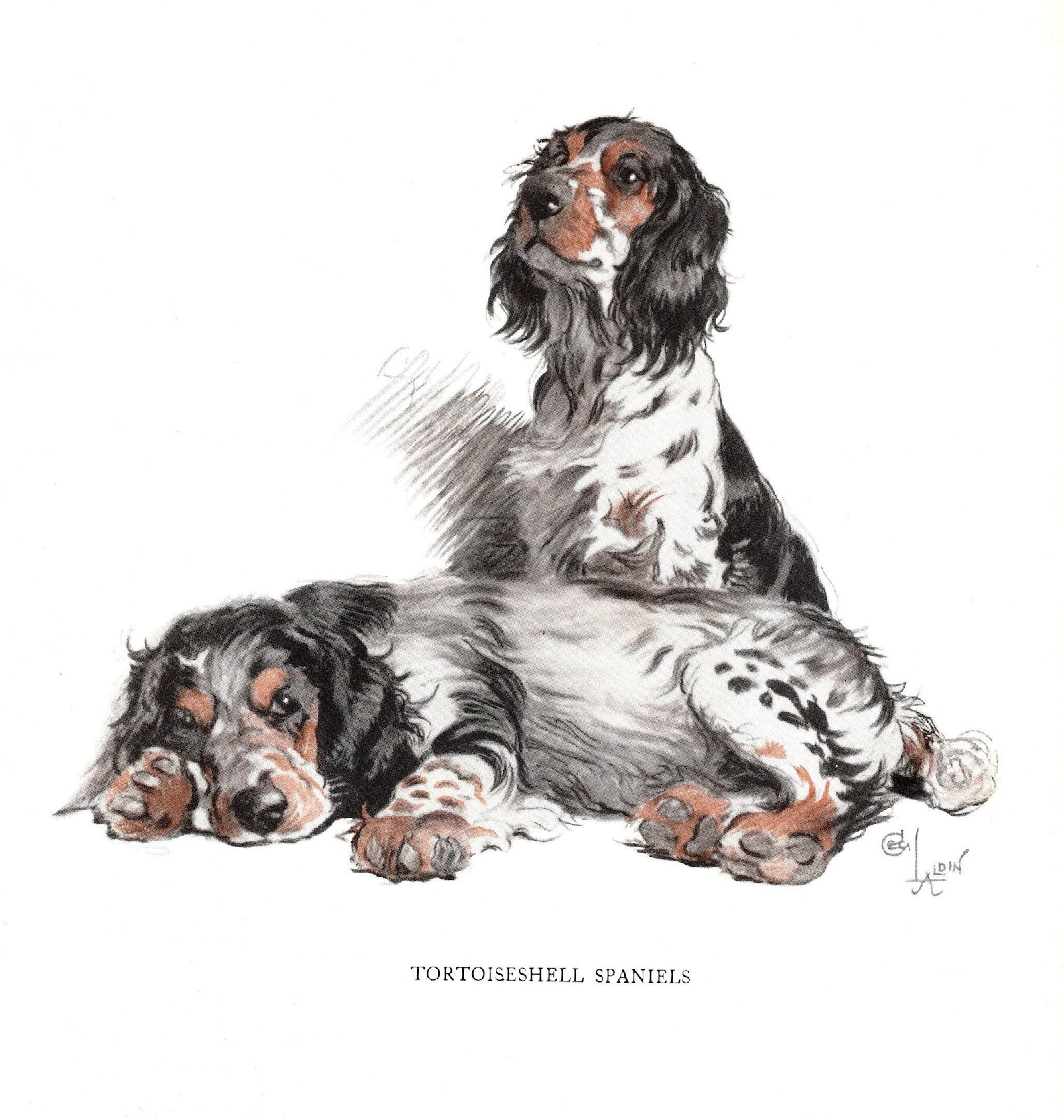 Cecil Aldin Springer Spaniel Print Gundog Hunting Dog Wall Art Decor ...