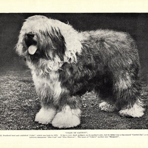 1930&#39;s Antique Old English Sheepdog Print Champion Colin of Gayton Sheepdog Wall Decor Birthday Gift Idea 7959n