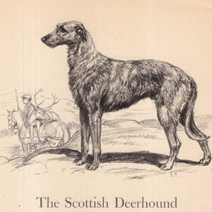 1942 Antique Scottish Deerhound Print Wall Art Decor Vintage Edwin Megargee Deerhound Illustration Birthday Gift  Wall Art Home Decor 11462p