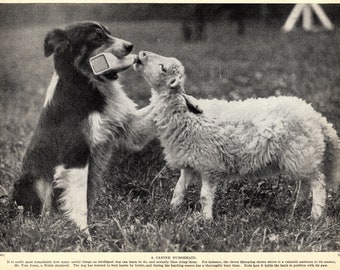 1930's SHEEPDOG Dog Print Bottle Feeding Lamb Lambing Season Farming Theme Print Gift Idea 7150r