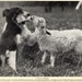 see more listings in the Vintage Dog - Cat Prints section