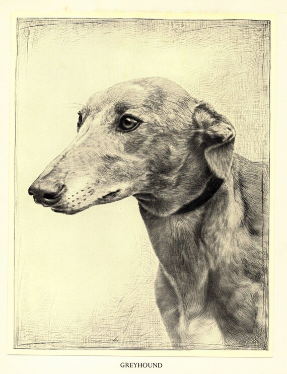 Greyhound memorial day coupon code