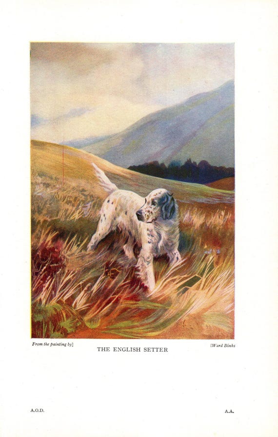 Antique English Setter Art Print 1931 Ward Binks English Setter