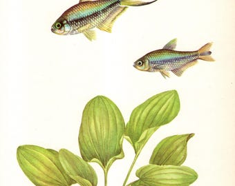 Vintage Tropical Fish Print Emperor Tetra Fish Gallery Wall Art Decor Ocean Aquarium Fish Wall Art Beach Decor Gift for Birthday 12661-100