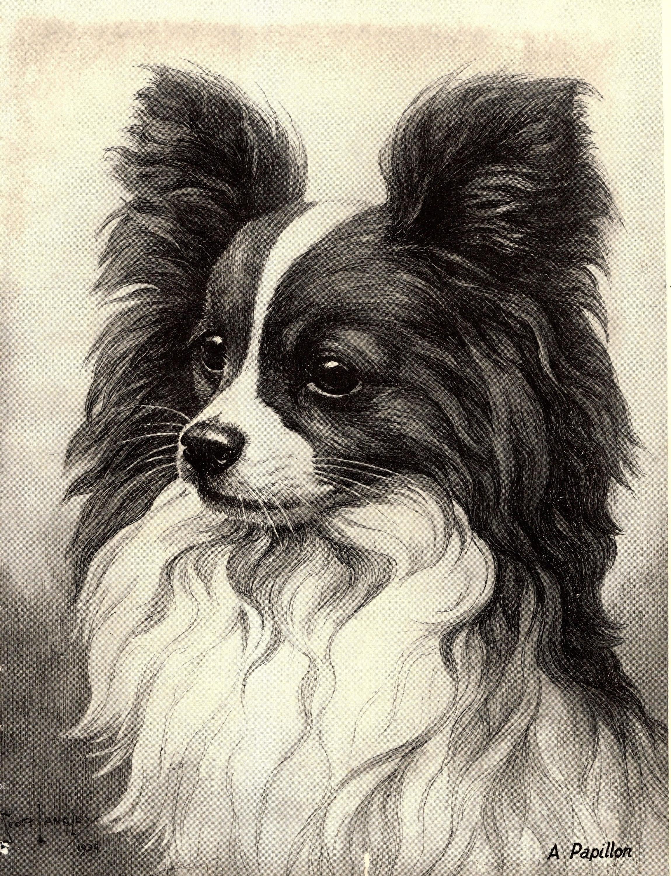 1930年代アンティーク パピヨン 犬 アートプリント ウォールアート
