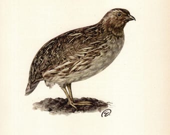 Vintage Quail Bird Print Quail Wall Art Bird Illustration Print Bird Gallery Wall Decor Gift for Birthday Anniversary 10984-38
