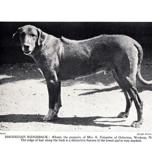 1931 RHODESIAN RIDGEBACK Print Khami Rhodesian Ridgeback Wall Decor Birthday Gift Idea 7800b