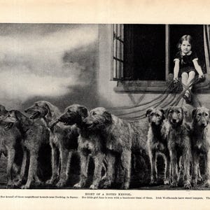 1930&#39;s Antique IRISH WOLFHOUND Dog Print Little Girl And 8 Irish Wolfhounds Wall Decor Birthday Gift Idea 11372p