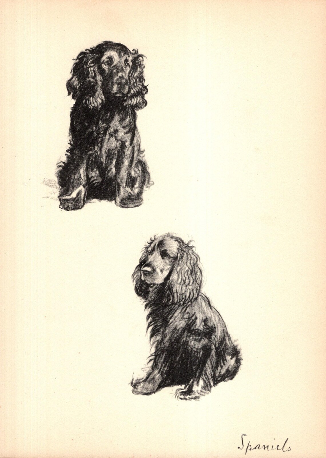1930s Cecil Aldin Field Spaniel Print Gundog Hunting Dog Wall Art Decor ...