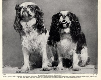 1930's Antique King Charles Spaniel Print Brad Vine Brinney and Billy Vine Cottage Lodge Decor Birthday Gift Idea 13536j