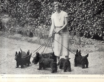 1930's Antique Scottish Terrier Print Wall Decor C M Cross Scotty Kennel Print Birthday Gift Idea 13249z