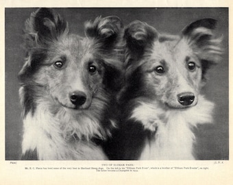 Antik Shetland Sheepdog-tryck från 1930-talet Väggdekoration Sheltiehundtryck Eltham Park Champions födelsedagspresent 9966x