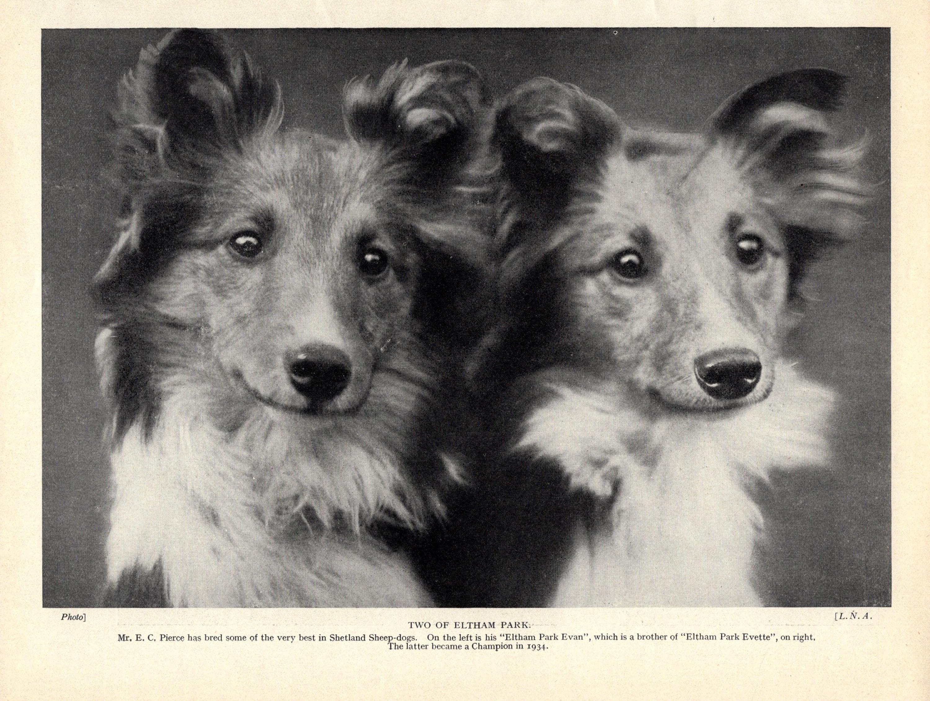 Buy 1930's Antique Shetland Sheepdog Print Wall Decor Sheltie Dog