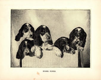 1935 Antique Springer Spaniel Art Print Lovely Malcolm Nicholson Springer Spaniel Illustration Wall Art Decor Gift for Birthday mn 10683d