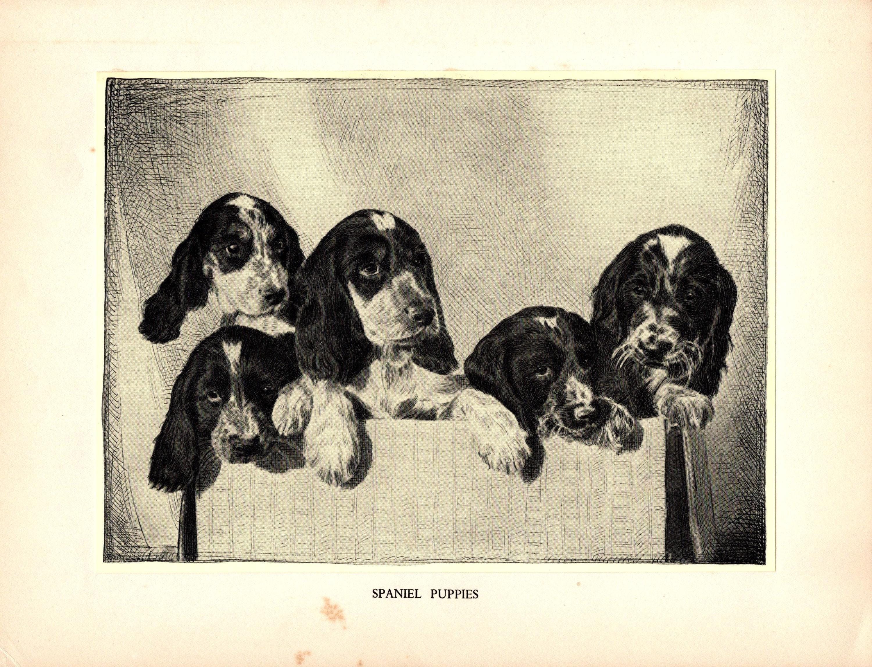1935 Antique Springer Spaniel Art Print Lovely Malcolm Nicholson ...
