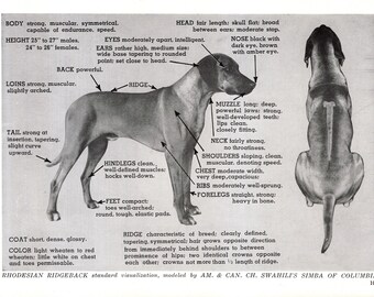 Vintage RHODESIAN RIDGEBACK printkampioen Swahilis Simba of Columbia jaren 60 rasstandaard conformatietabel 13234j