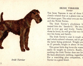 1939 Tiny Irish Terrier Dog Print Ole Larsen Irish Terrier Illustration Birthday Gift Idea Home Decor 7229b