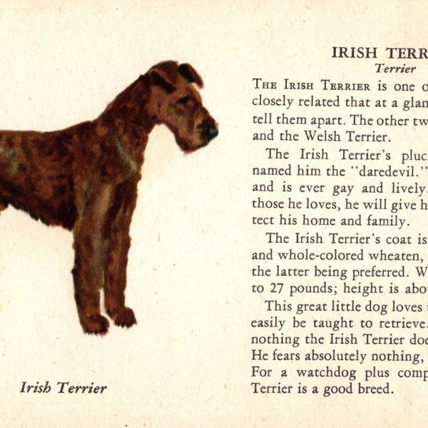 1939 Tiny Irish Terrier Dog Print Ole Larsen Irish Terrier Illustration Birthday Gift Idea Home Decor 7229b