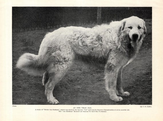 1930's Antique GREAT PYRENEES Dog Print Medor van Euskara Pyrenees Wall Decor Birthday Gift Idea 12333d