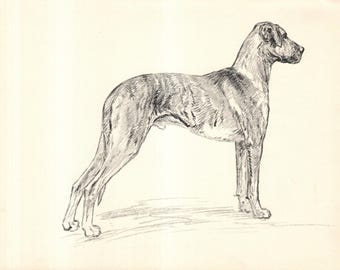 Vintage Great Dane Art Print Wall Art Decor 1938 Antique K Barker Great Dane Dog Illustration Gift  kfb 12556t