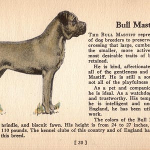 Tiny Bullmastiff Print Miniature Size 1938 Bullmastiff Illustration for Gallery Wall Decor Birthday Gift Idea 9301m