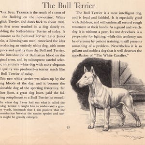 May include: An illustration of a Bull Terrier dog, standing in profile. The dog is white with a long snout and upright ears. The image is from a vintage book page with text about the breed.