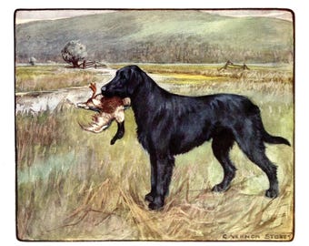 Antik Labrador Retriever-tryck från 1906, jakthund, väggdekor, Vernon Stokes, svart labrador, anka, jaktkonst, stuga, heminredning 11432f
