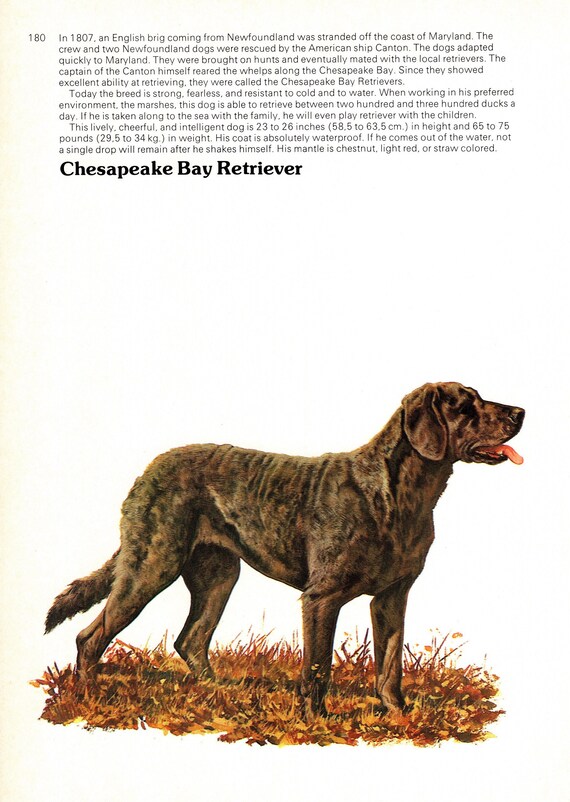 Vintage Chesapeake Bay Retriever Print Wall Art Decor Piero Cozzaglio Chesapeake Bay Retriever Illustration 5479Q