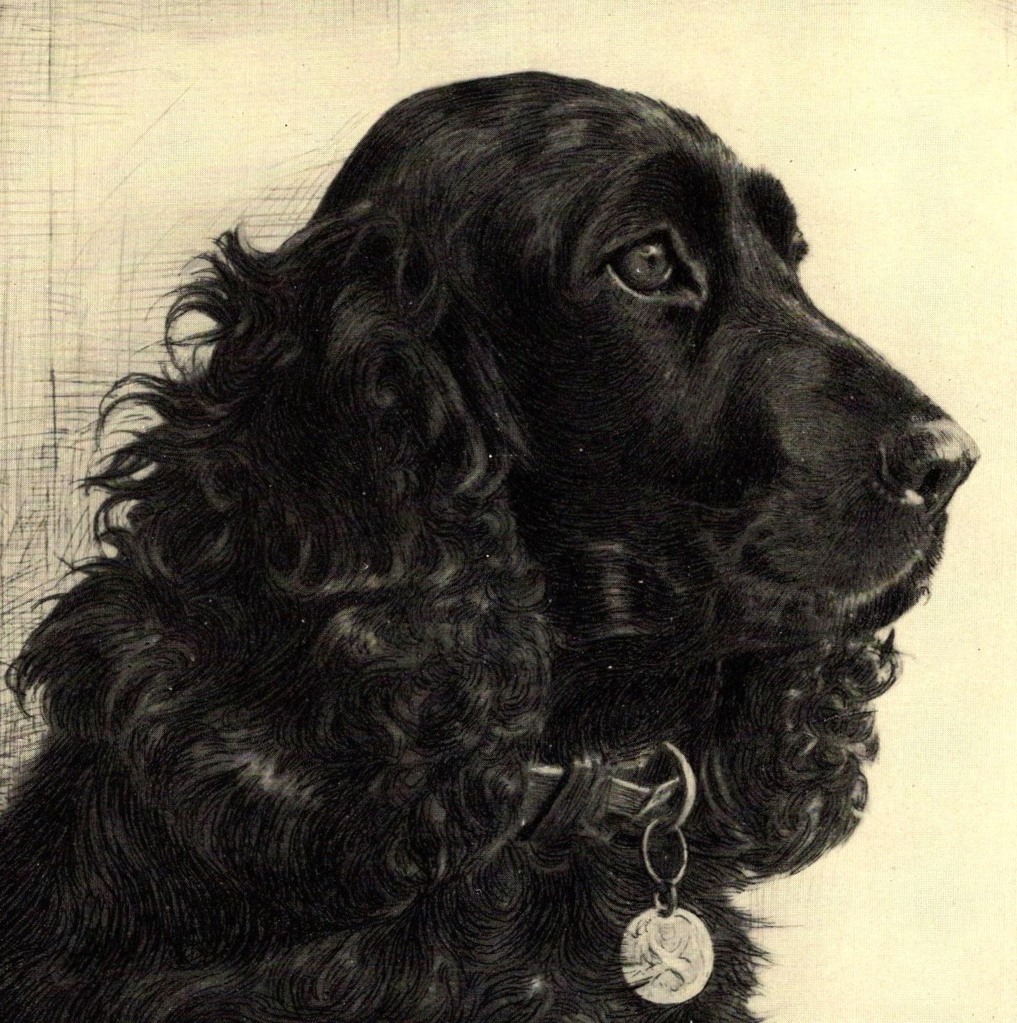 1935 Antique Cocker Spaniel Dog Art Print Lovely Malcolm Nicholson ...