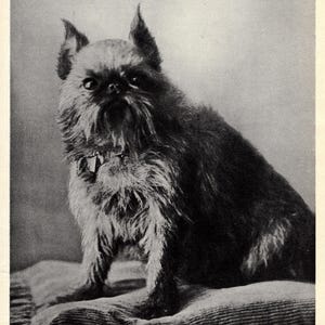 1930's Antique BRUSSELS GRIFFON Print Wall Decor Nutons Kennels Effrontee Brussels Griffon Birthday Gift 9561Q