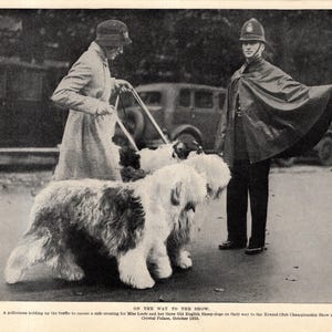 Grabado antiguo de perro pastor inglés de la década de 1930. La policía detiene el tráfico para perros de exhibición. Idea de regalo de cumpleaños para perros pastores. 12045 m