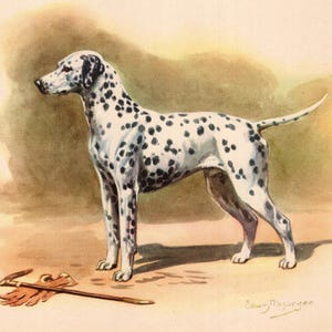 May include: Watercolor illustration of a Dalmatian dog standing in profile. The dog has a white coat with black spots. A brown riding crop and glove lay on the ground. The background is a soft, muted yellow and brown.