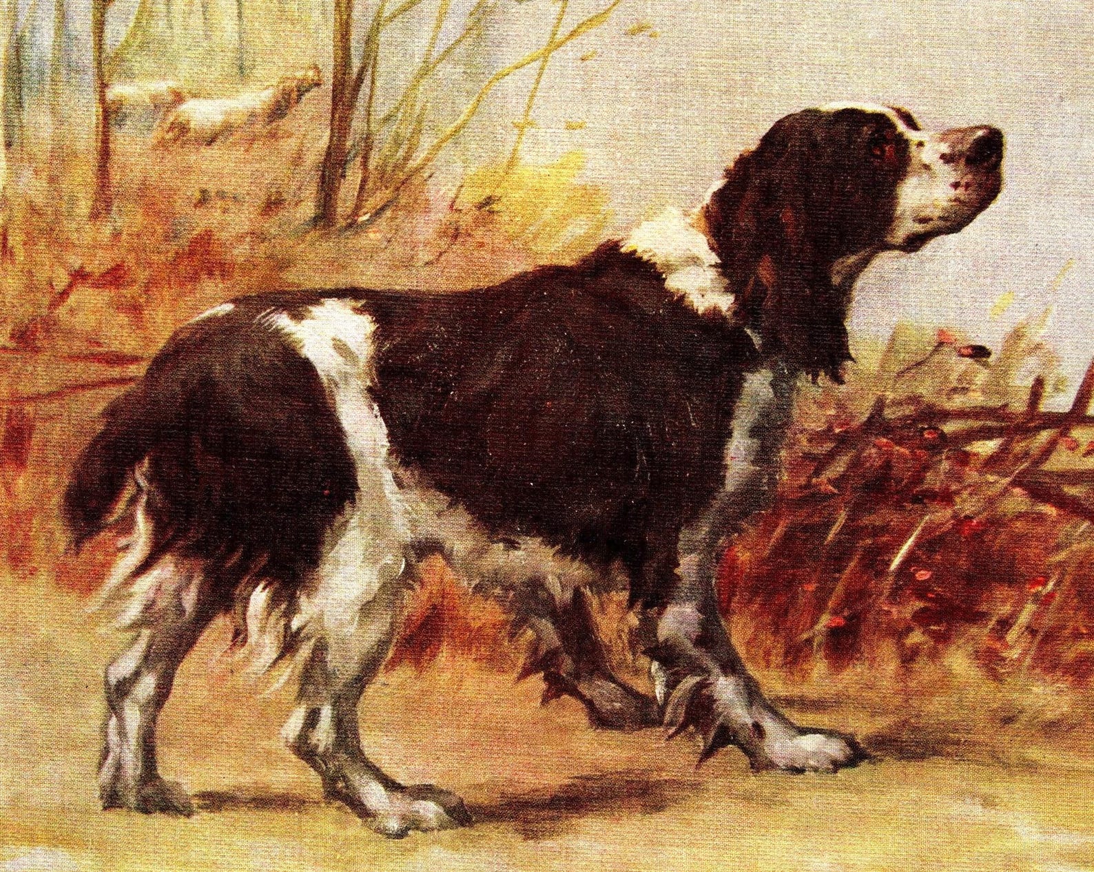 Springer Spaniel Print 1930's Antique Springer Spaniel Print Wall Art Decor Maud Earl Springer ...