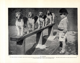 1930's Fun BEAGLE Dog Print Wall Decor Radlett Kennels Beagles On A Bench With Little Boy Print Birthday Gift Idea 13101f