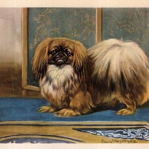 May include: A vintage illustration of a Pekingese dog with long, flowing brown and white fur. The dog is posed on a blue surface, with a decorative background featuring gold accents and a teal panel with ornate designs. The artist's signature is visible.
