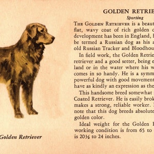 1941 Tiny Golden Retriever Print MINIATURE Size Ole Larsen Golden Retriever Dog Illustration Birthday Gift Idea 8026f