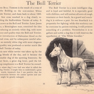 May include: An illustration of a Bull Terrier dog, standing in profile, with text describing the breed's history and characteristics. The dog is white with a dark background, and the text is in black.