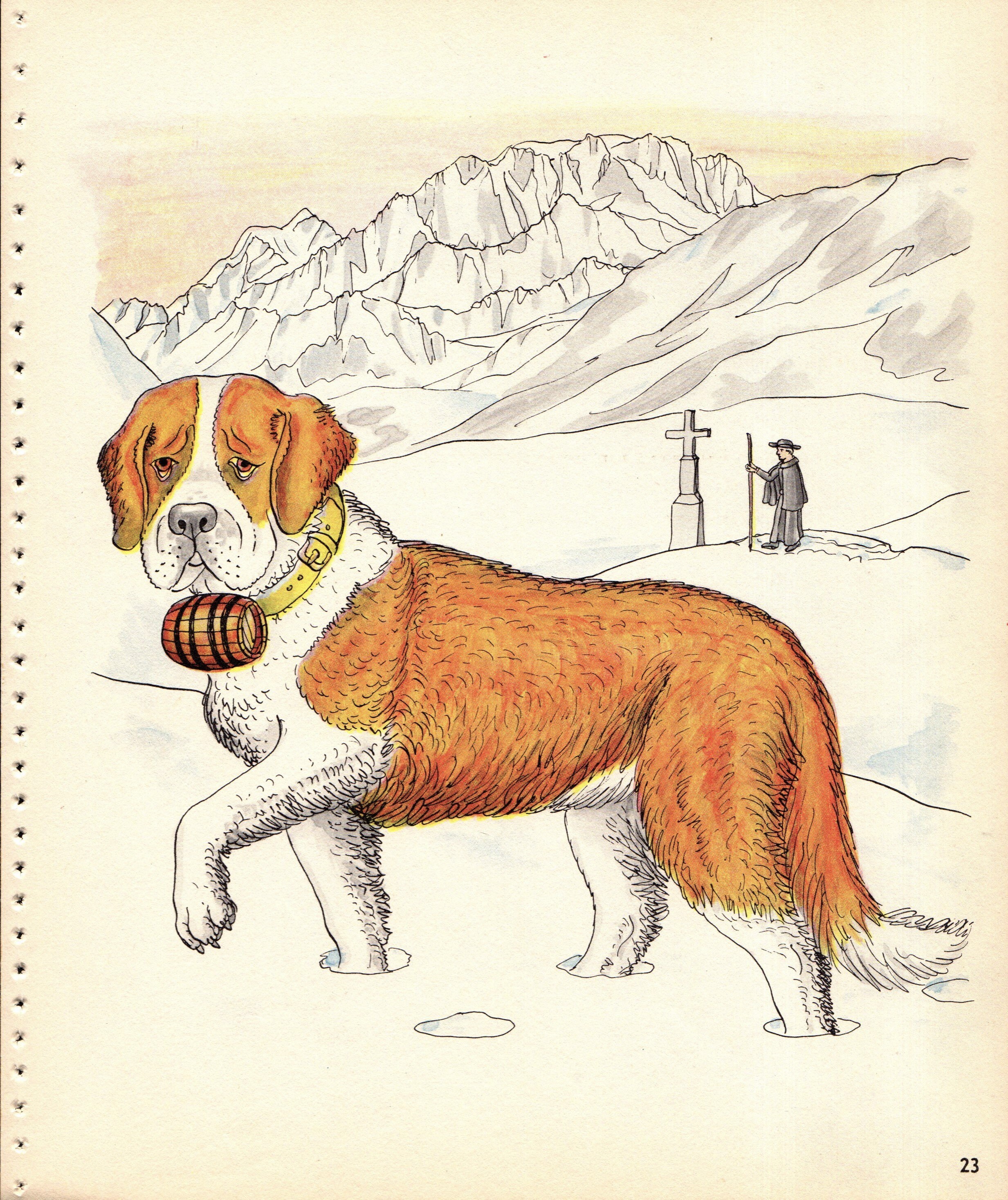 St bernard sports coupon code